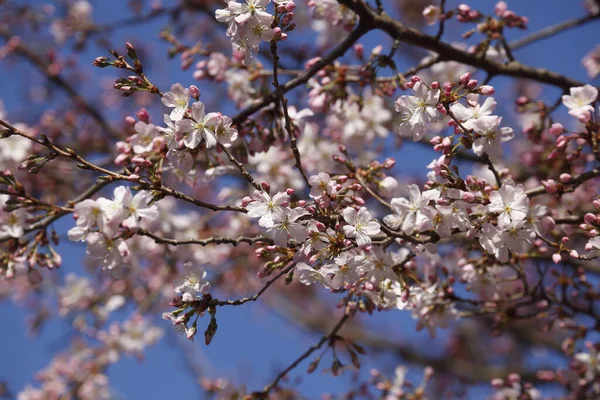 Eine Nahaufnahme Des Blühenden Kirschbaums Mit Weißer Blume — Stockfoto