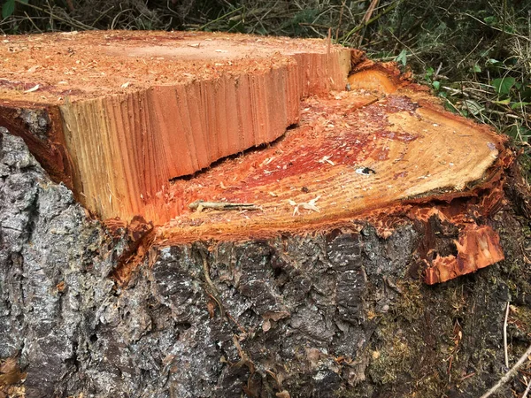 Tronco Árvore Recém Cortado Floresta — Fotografia de Stock