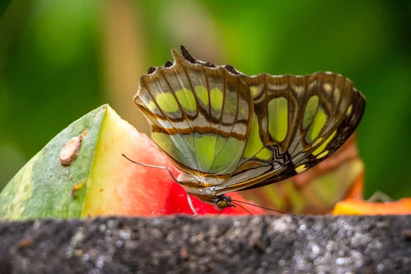 Colpo Messa Fuoco Superficiale Una Farfalla Malachite Che Alimenta Pezzo — Foto Stock