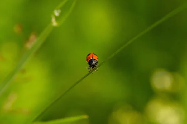 Una Vista Vicino Della Coccinella Rossa Seven Spot Sul Ramo — Foto Stock