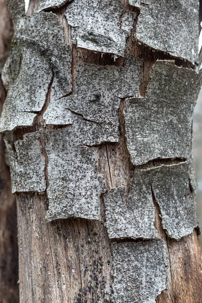 Primer Plano Vertical Del Tronco Agrietado Seco Árbol — Foto de Stock