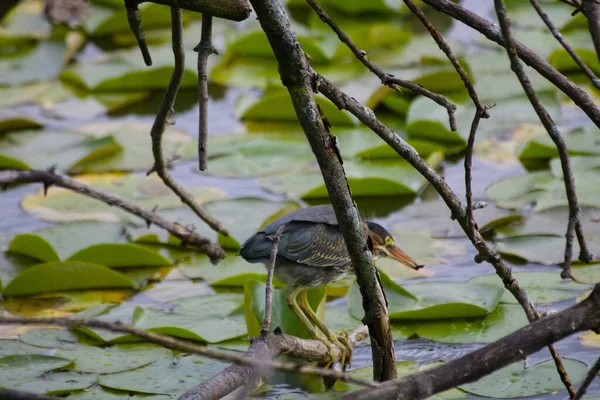 Tiro Close Pássaro Bonito Garça Verde Uma Árvore Perto Lago — Fotografia de Stock