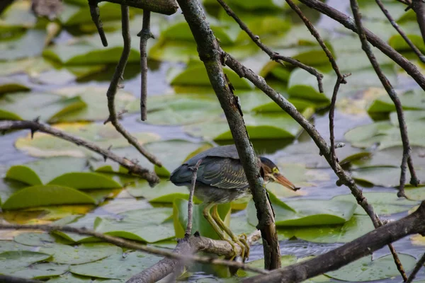 Primo Piano Simpatico Uccello Airone Verde Albero Vicino Lago — Foto Stock