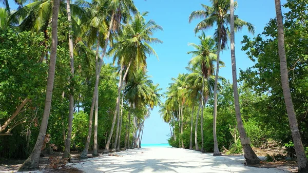 夏日阳光明媚 一条有棕榈树的路的美丽景色 — 图库照片