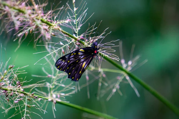 Closeup Beautiful Butterfly Plant Garden — Stock Photo, Image