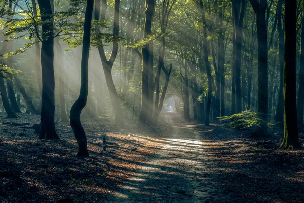 Красивый Снимок Прогулочной Тропы Лесу Осенью — стоковое фото