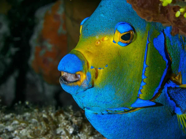 Sebuah Gambar Close Dari Ikan Karang Eksotis — Stok Foto