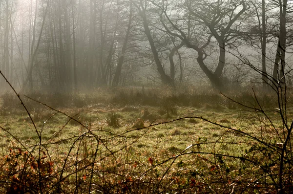 Красивий Вид Туманний Ліс Голими Деревами — стокове фото