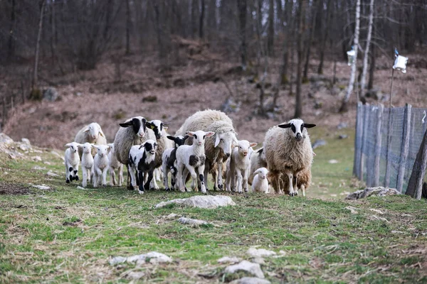 Gros Plan Agneaux Moutons Mignons Dans Pâturage — Photo