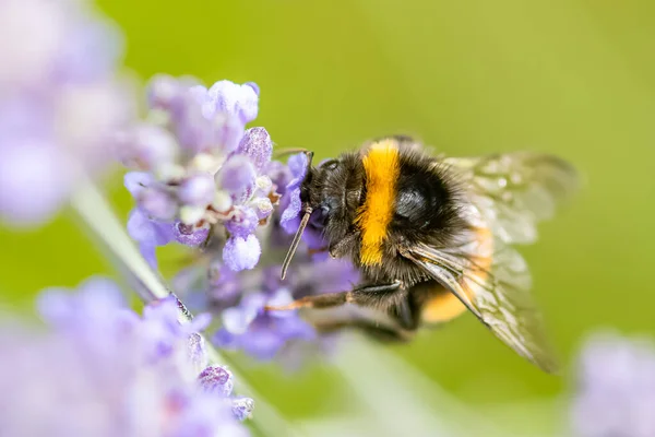 夏天在薰衣草茎上采集花粉的蜜蜂 — 图库照片