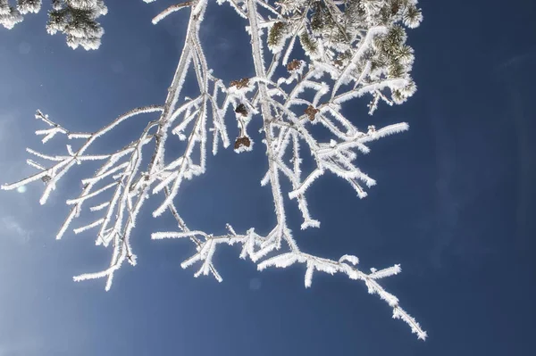 Крупним Планом Вершини Дерев Покриті Снігом Під Блакитним Небом — стокове фото