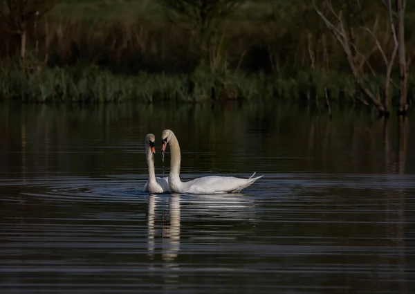 Дві Прекрасні Лебеді Озері — стокове фото