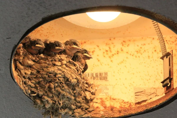 Çinde Lamba Olan Insan Yapımı Bir Kuş Yuvası Yuvada Oturan — Stok fotoğraf