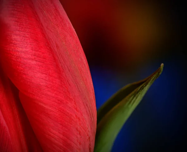 Makroaufnahme Eines Tulpenblütenblattes Und Eines Blattes Auf Verschwommenem Hintergrund — Stockfoto