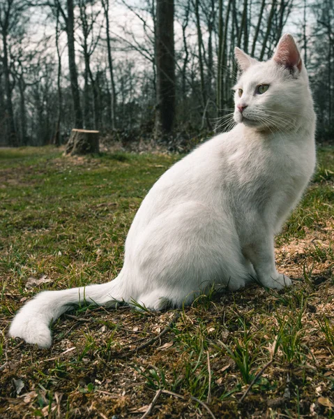 Μια Όμορφη Φωτογραφία Μιας Λευκής Γάτας Πράσινα Μάτια Που Κάθεται — Φωτογραφία Αρχείου