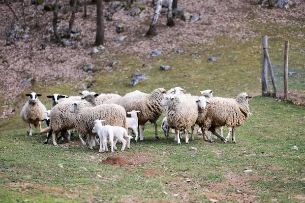 Gros Plan Moutons Membres Dans Beau Champ — Photo