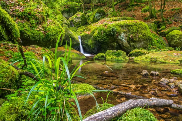 Primo Piano Bellissimo Fiume Che Scorre Nella Foresta Germania — Foto Stock