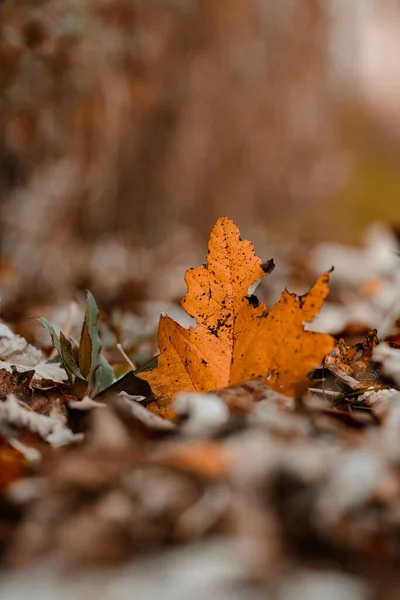 Вертикальный Крупный План Оранжевого Осеннего Листа Лесной Подстилке — стоковое фото