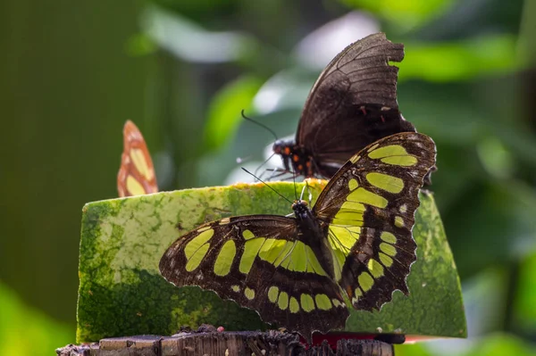 一只浅浅的蝴蝶在一片绿色背景模糊的西瓜上觅食 — 图库照片