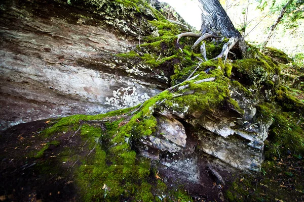 Closeup Shot Mosses Roots Growing Big Trunk Forest Sunny Day — Stock Photo, Image