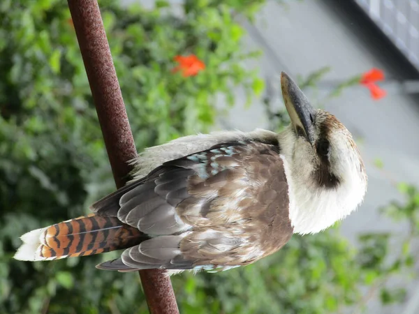 Vertikal Bild Kookaburras Fågel Stående Gren Ett Träd Och Träd — Stockfoto