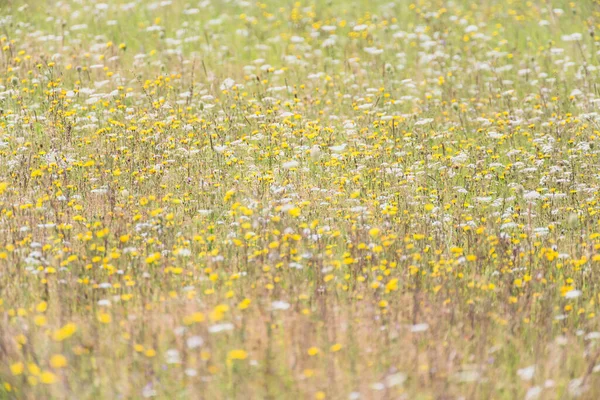Ein Malerischer Blick Auf Ein Feld Aus Winzigen Gelben Und — Stockfoto