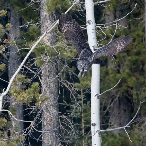 Ormanın Arka Planında Uçan Büyük Gri Bir Baykuş — Stok fotoğraf