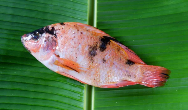 Muz Yaprağı Arka Planında Taze Ham Tilapia Nın Panoramik Görüntüsü — Stok fotoğraf