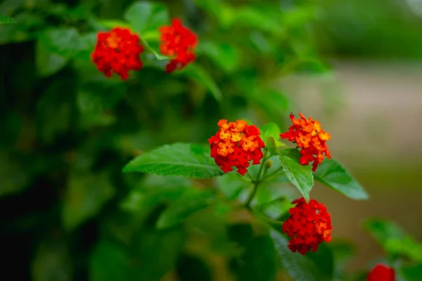 Flores Vermelhas Verbena Crescendo Jardim — Fotografia de Stock