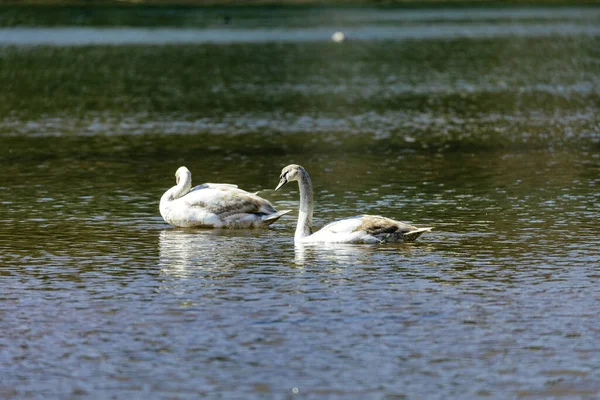 Labuť Tundra Malá Labuť Holarktidy Tyto Dva Taxíky Něm Jsou — Stock fotografie