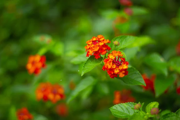 Close Verbena Vermelho Crescendo Jardim Fundo Embaçado — Fotografia de Stock