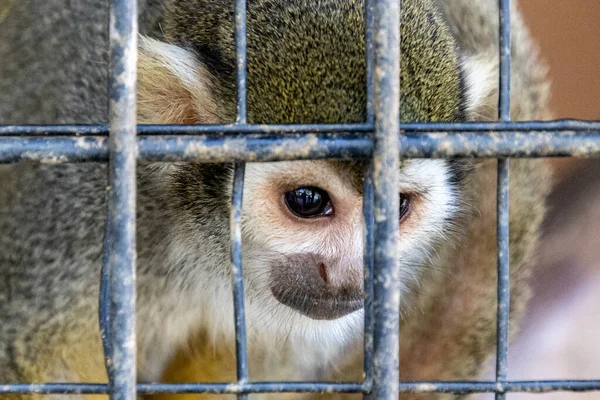 Primo Piano Una Scimmia Carina Sul Retro Delle Griglie — Foto Stock