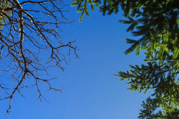 Ağaçların Alçak Açılı Yapraksız Bir Görüntüsü Temiz Gökyüzünün Altında — Stok fotoğraf