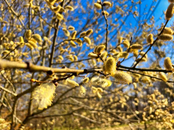 Closeup Willow Tree Bloomed Branches — Stock Photo, Image