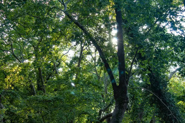 Красивий Вид Зелені Дерева Лісі — стокове фото