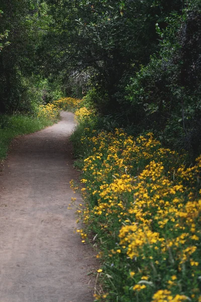 Vertikální Záběr Žlutých Květin Silnici Pak — Stock fotografie