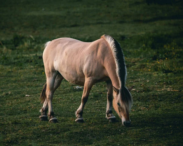 Ytlig Fokusbild Fjordhäst Som Betar Grön Gräsmark Dagtid Norge — Stockfoto