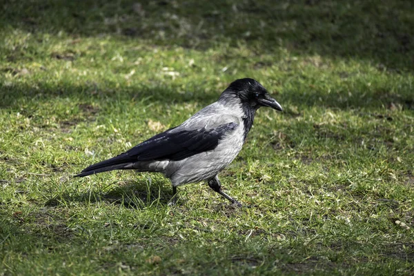 Gros Plan Une Corneille Capuchon Marchant Sur Herbe Verte Dans — Photo