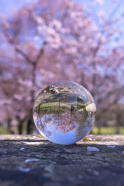 Closeup Lens Ball Park Blooming Trees — Stock Photo, Image