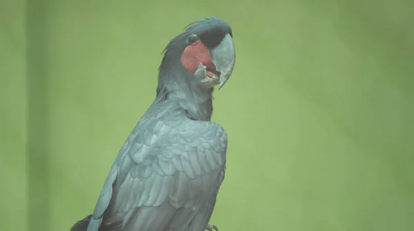 Detailní Záběr Papouška Rozmazaném Zeleném Pozadí — Stock fotografie