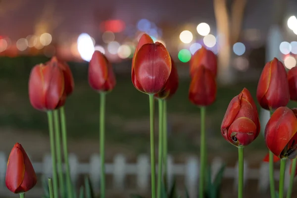 Une Sélection Tulipes Rouges Près Route — Photo