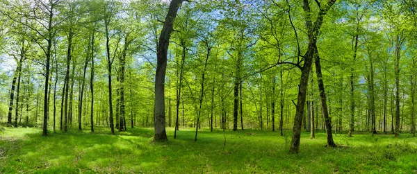 Una Vista Panorámica Hermoso Bosque Día Soleado —  Fotos de Stock