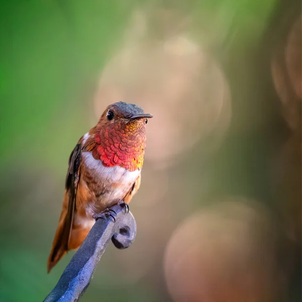 Primer Plano Del Colibrí Rufo Posado Sobre Una Rama Planta — Foto de Stock