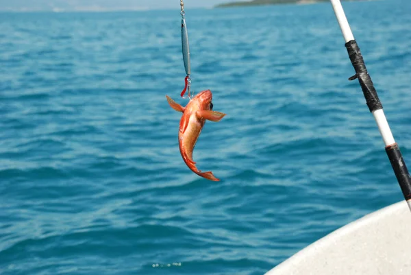 鱼钩上的鱼的选择性聚焦镜头 — 图库照片