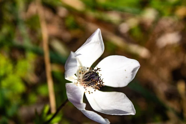 Selective Focus Shot White Anemone Forest — Stock Photo, Image