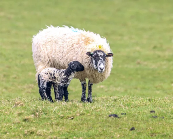 一只朗克羊 一只新出生的可爱的小羊躺在绿草上 — 图库照片