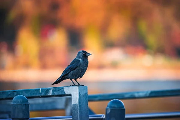 Jackdaw Metalowej Poręczy Parku — Zdjęcie stockowe