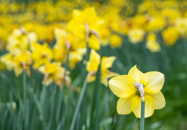 Spring Daffodils Full Bloom Daffodil Valley Waddesdon Manor Buckinghamshire — Stock Photo, Image