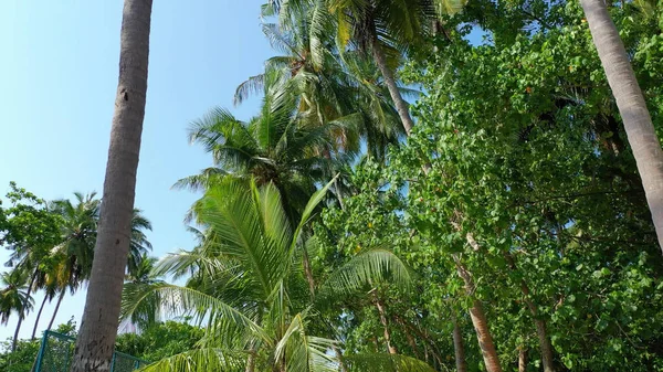 Krásný Výhled Palmy Pláži Letní Slunečný Den — Stock fotografie