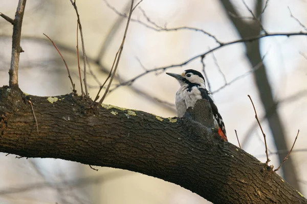 Krásný Záběr Velkého Skvrnitého Datla Ptáka Stromě Rozmazaným Pozadím — Stock fotografie